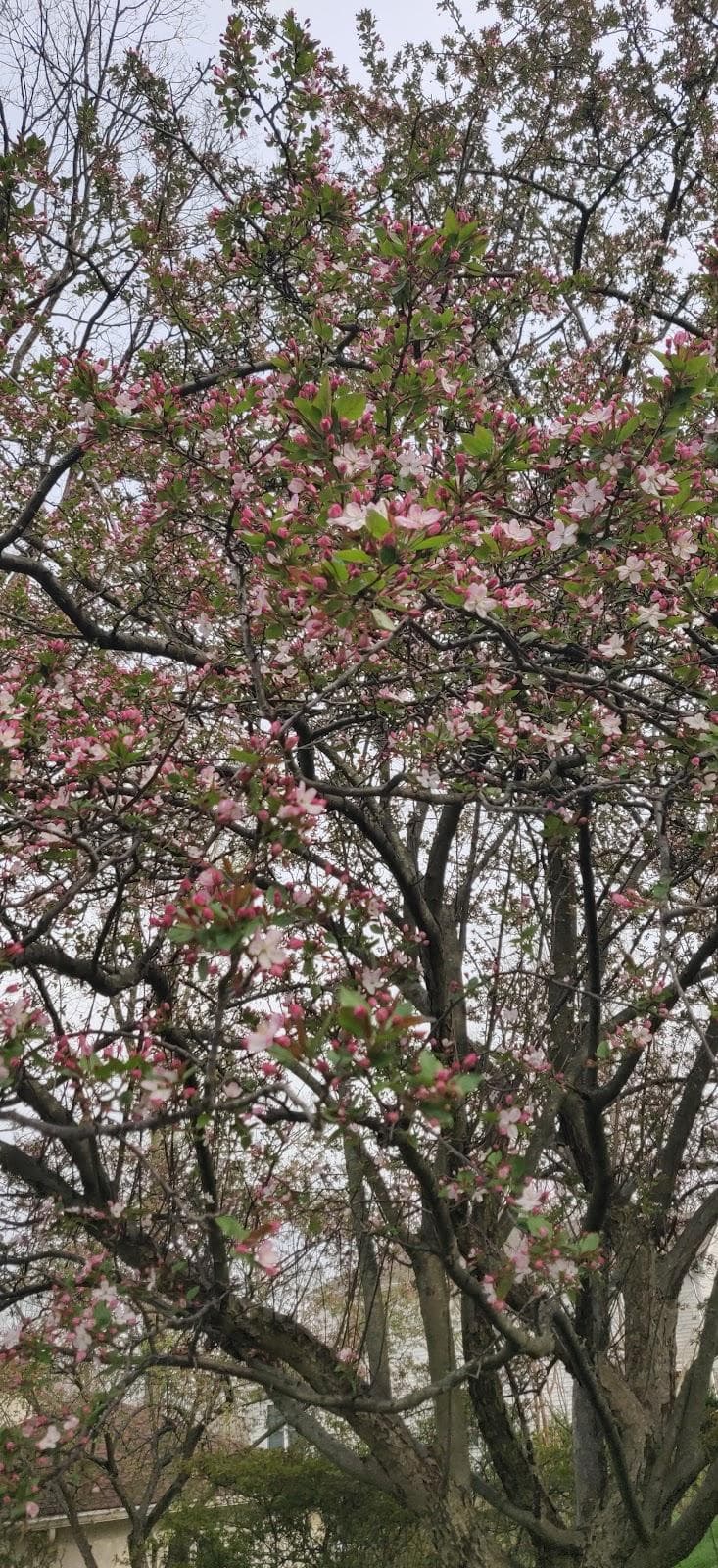 Newtown Square photo 3