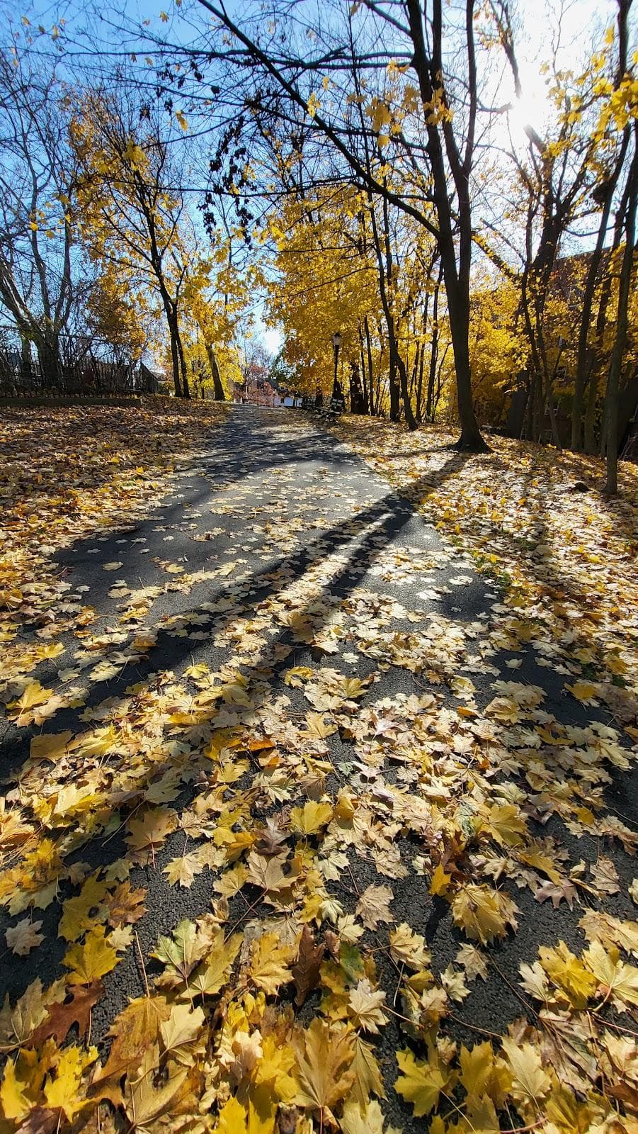 Forest Park Drive
