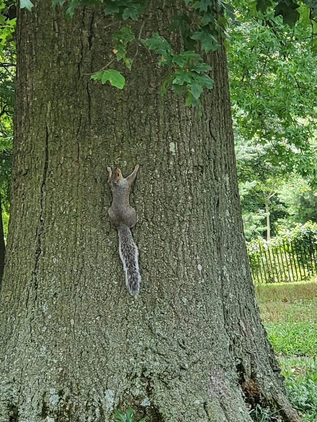 Kissena Park photo 1