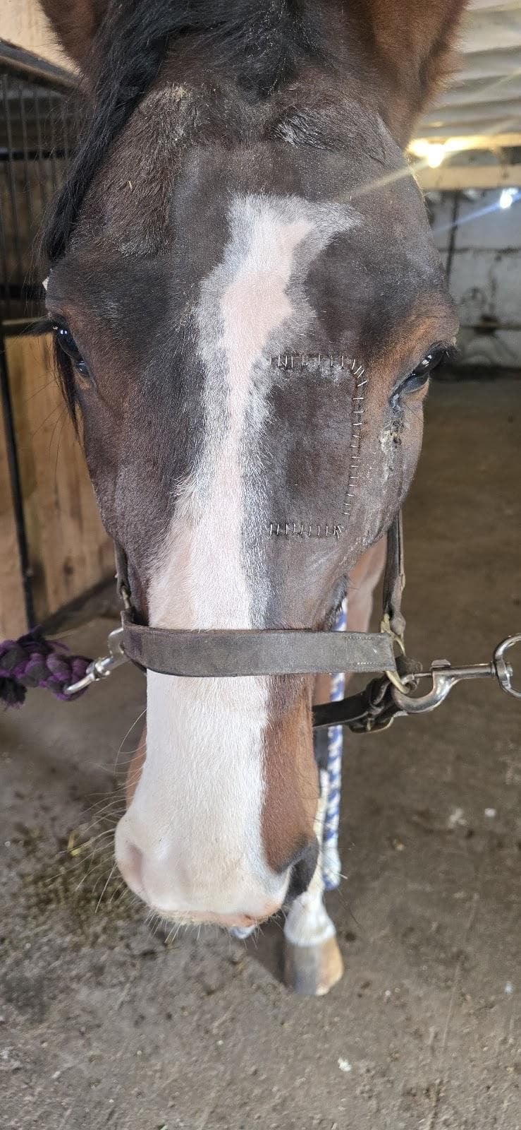 Cornell University Equine Hospital photo 5