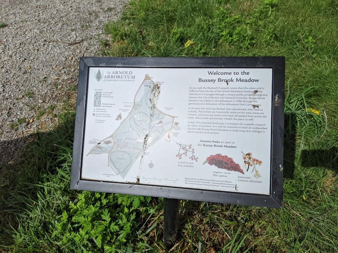 Bussey Brook Meadow photo 2