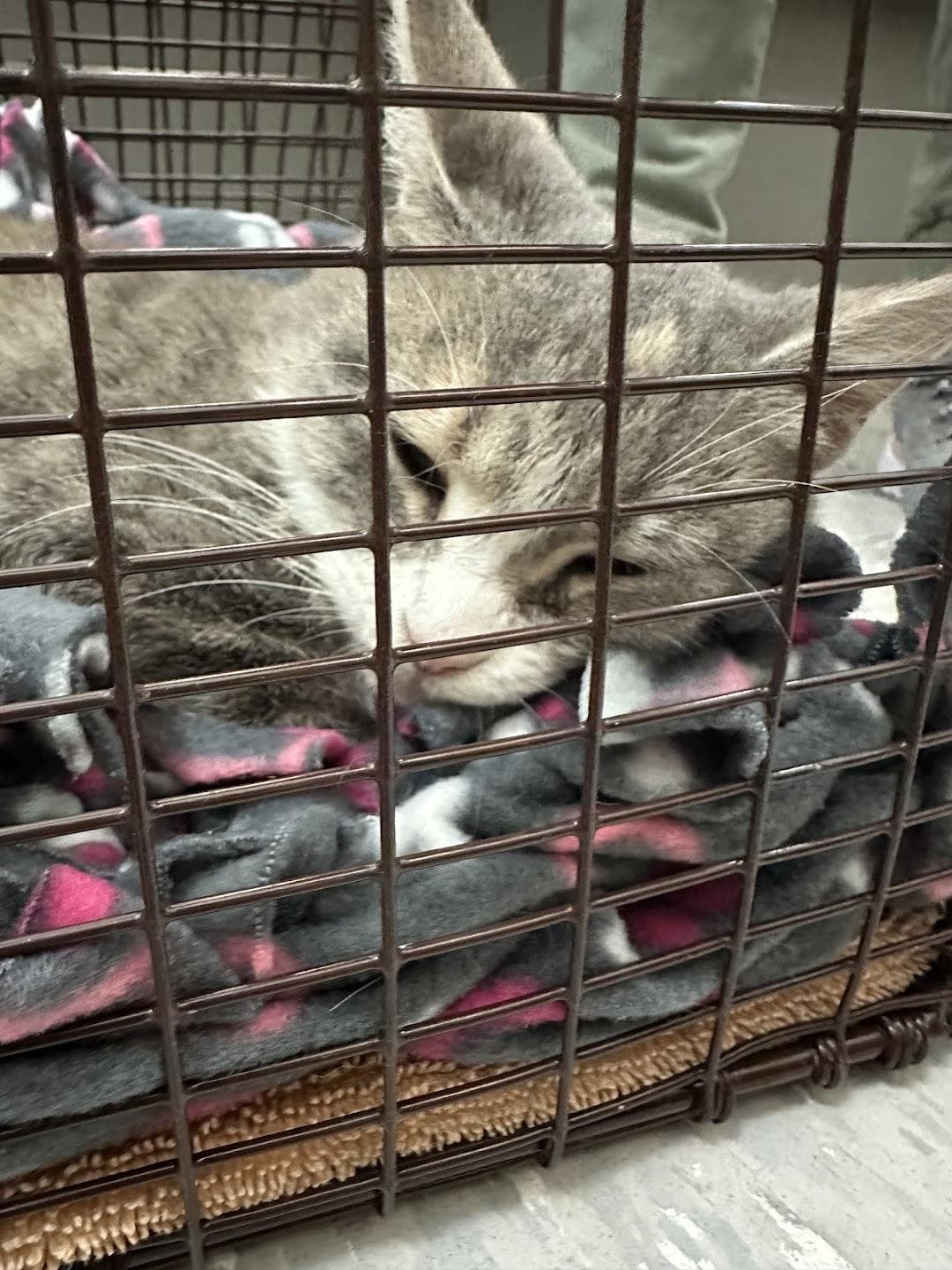 Austin Humane Society photo 4