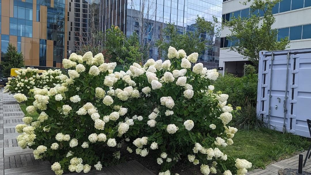 The Lawn at uCity Square photo 2