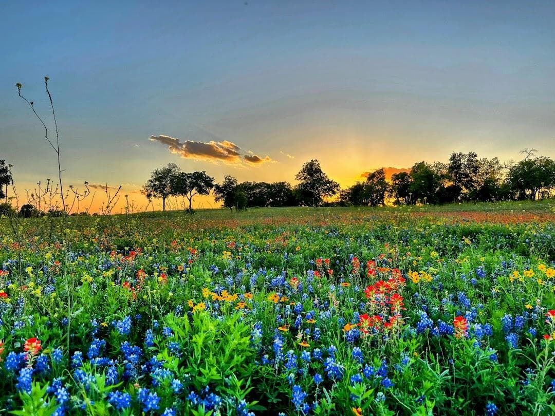 Old Settlers Park photo 6