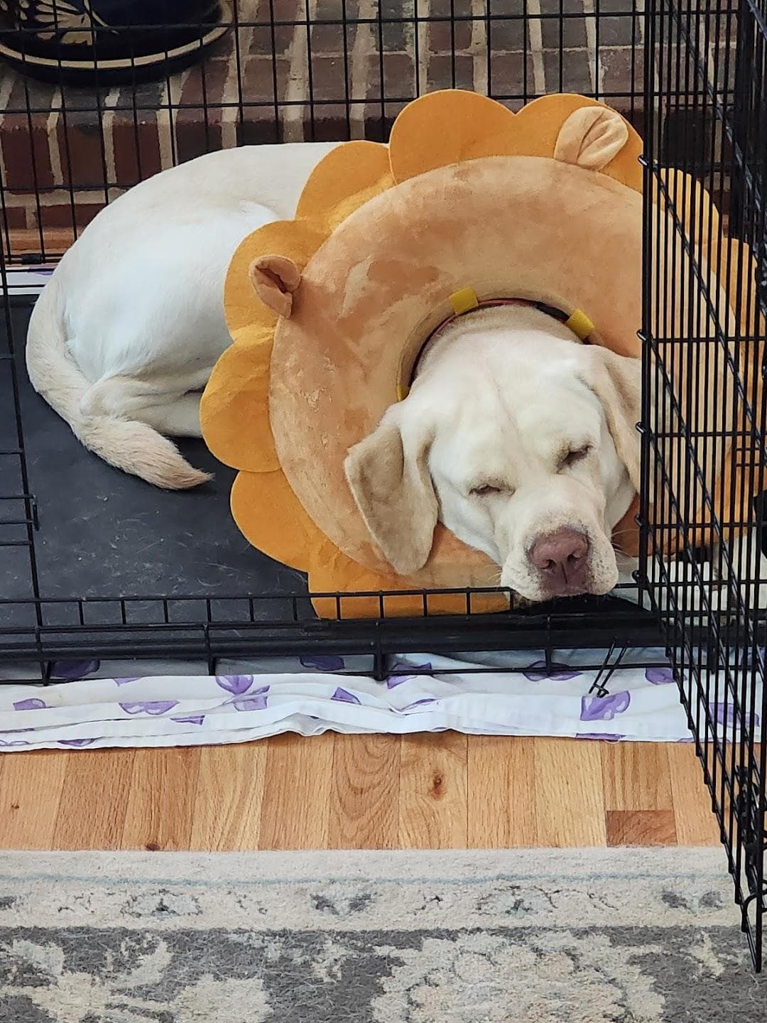 The Humane Society of Charlotte photo 5