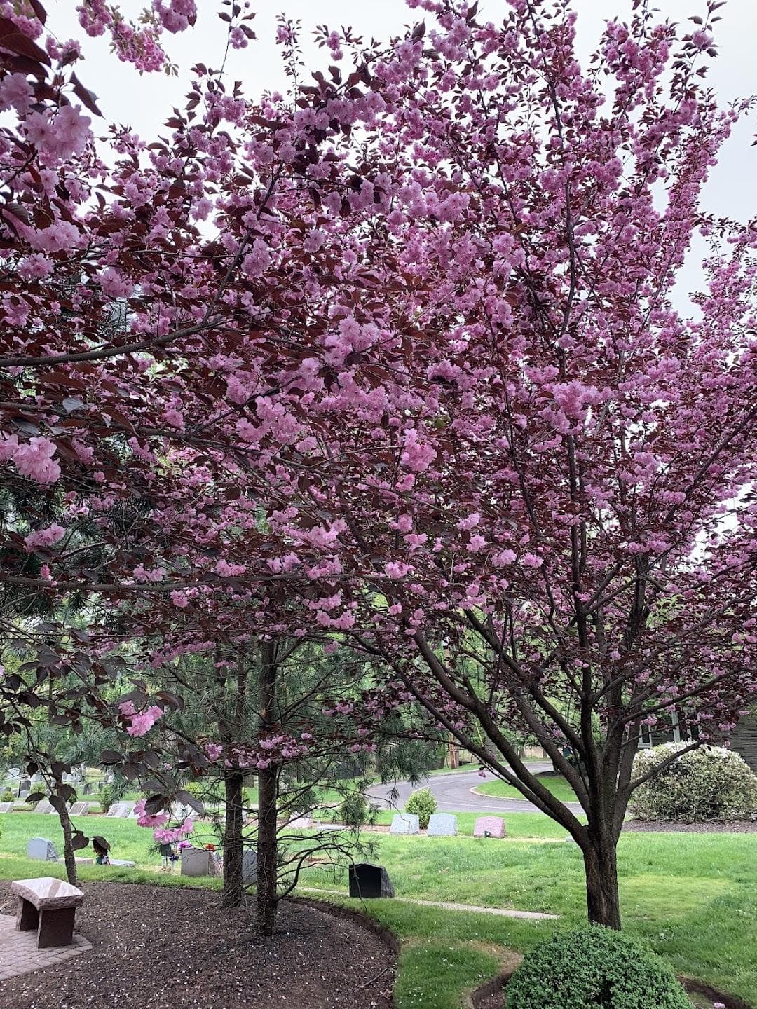 Rosedale Cemetery photo 6
