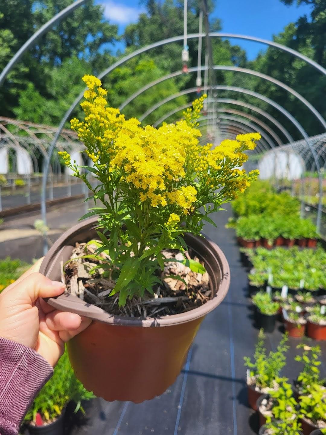 Citywide Nursery photo 6