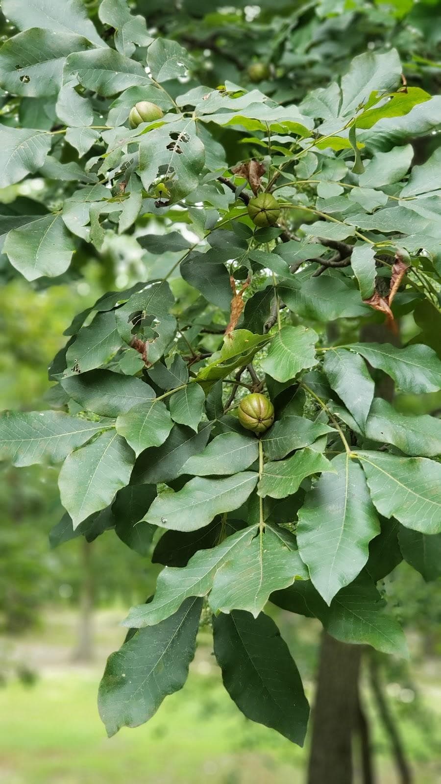 Rancocas Woods photo 3