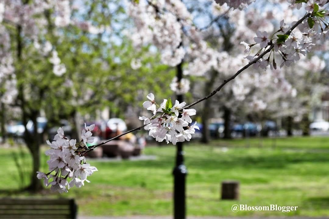 Wooster Square Park photo 2
