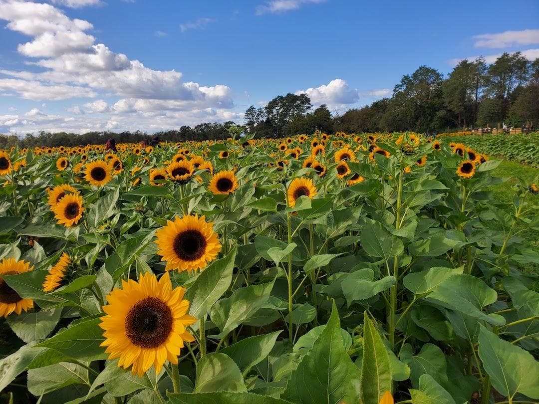 Holland Ridge Farms photo 3