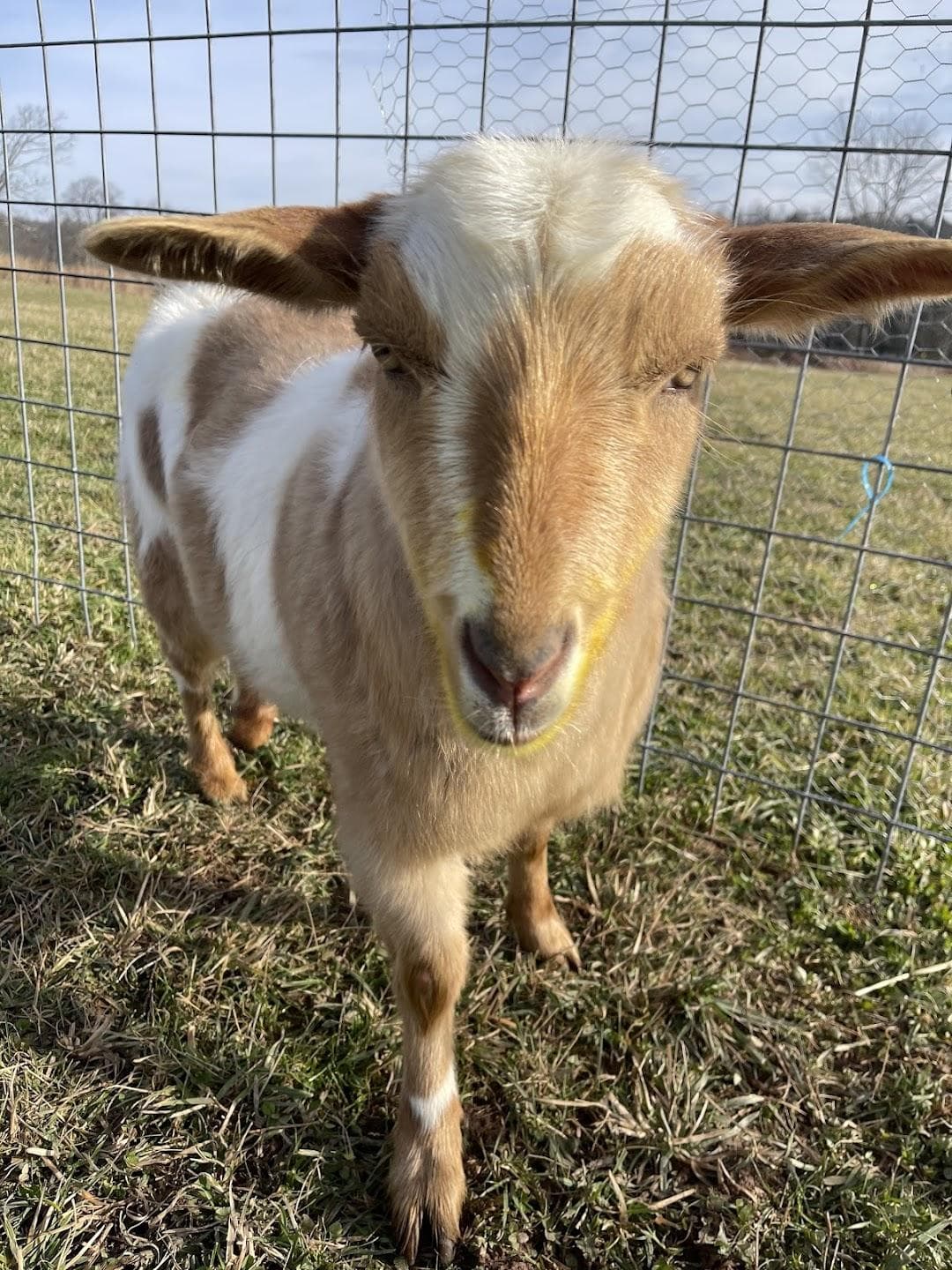 Cornell University Equine Hospital photo 4
