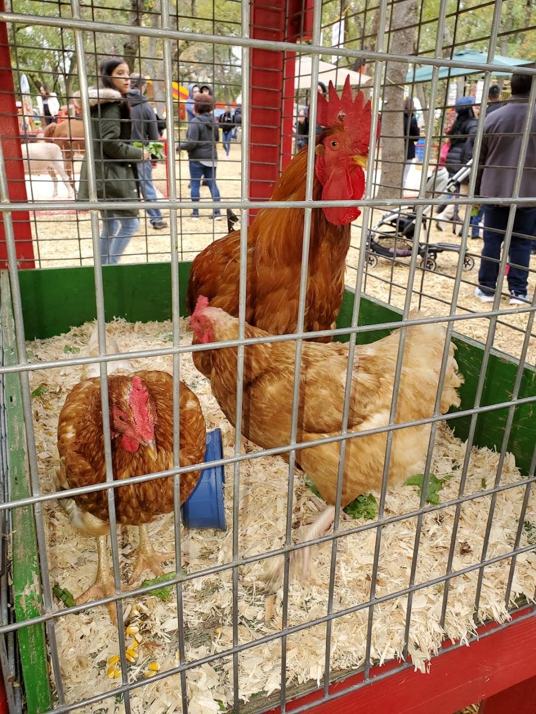 Queens County Farm Museum photo 2