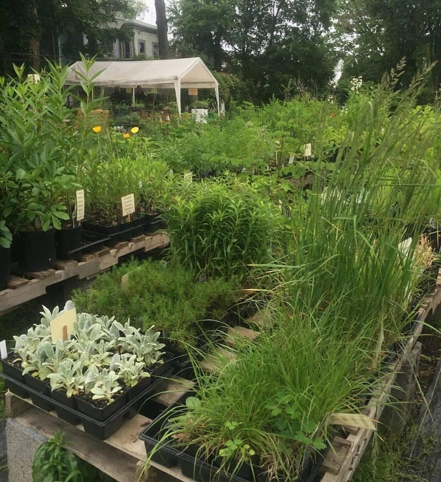 Germantown Kitchen Garden Farm Stand and Plant Nursery photo 2