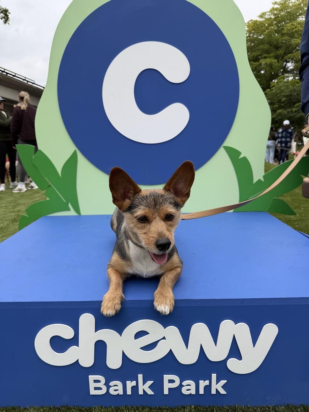 Chewy Bark Park - Coral Gables photo 3