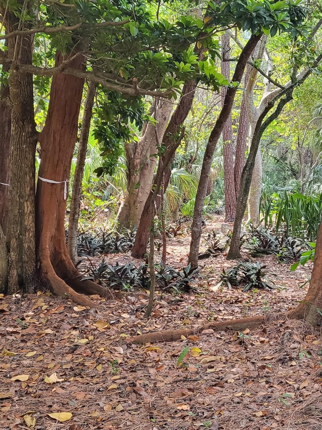 Pinewood Cemetery photo 1