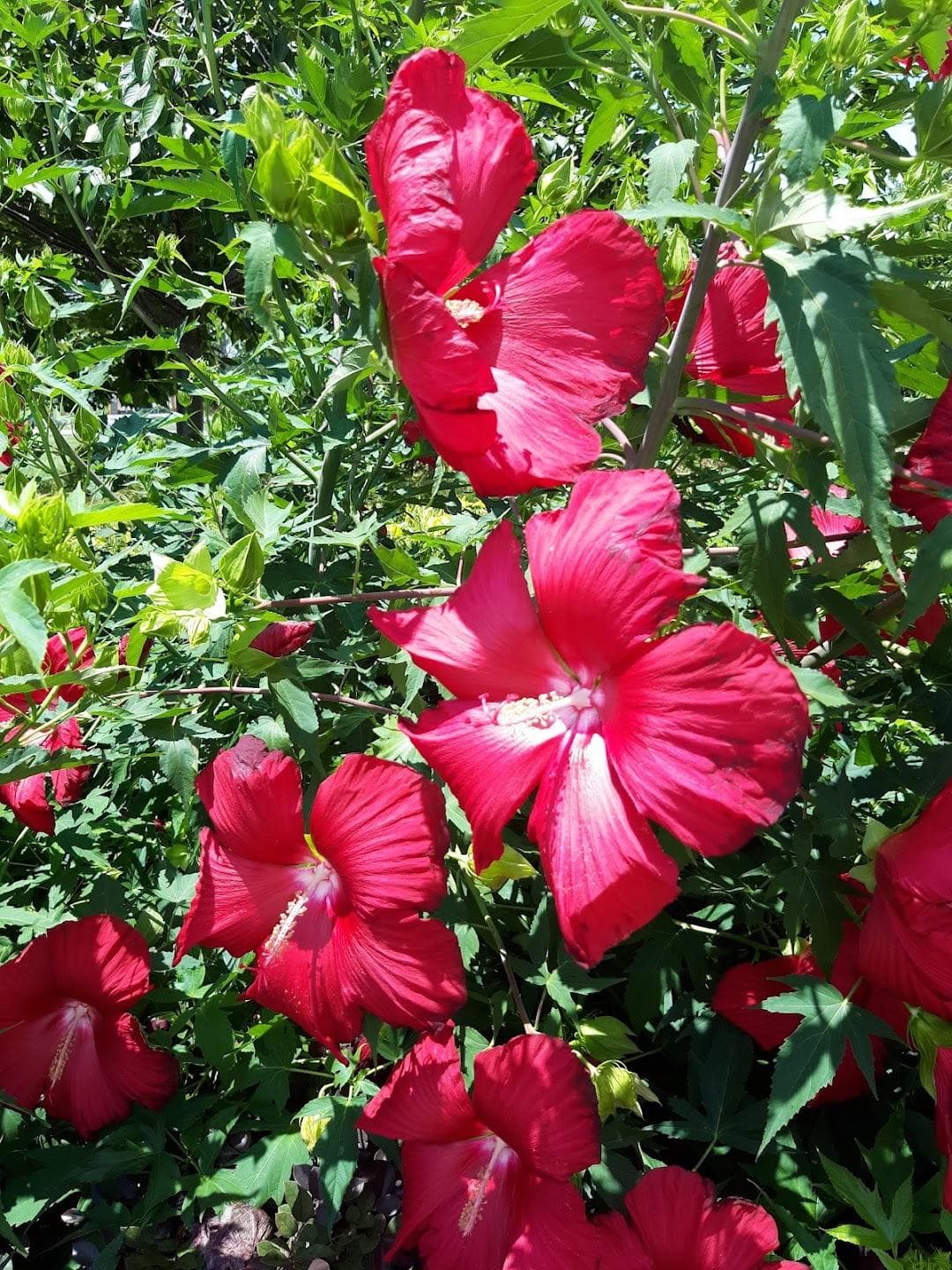 First Ward Park photo 1