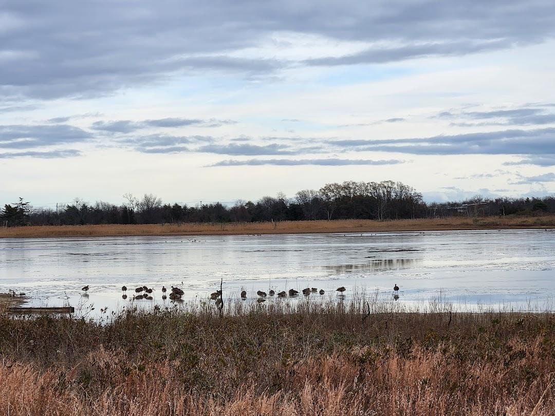 Jamaica Bay Wildlife Refuge photo 6