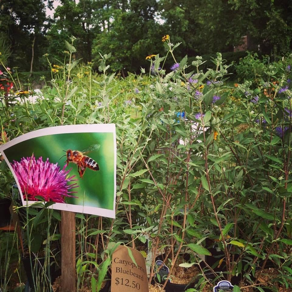 Germantown Kitchen Garden Farm Stand and Plant Nursery photo 5