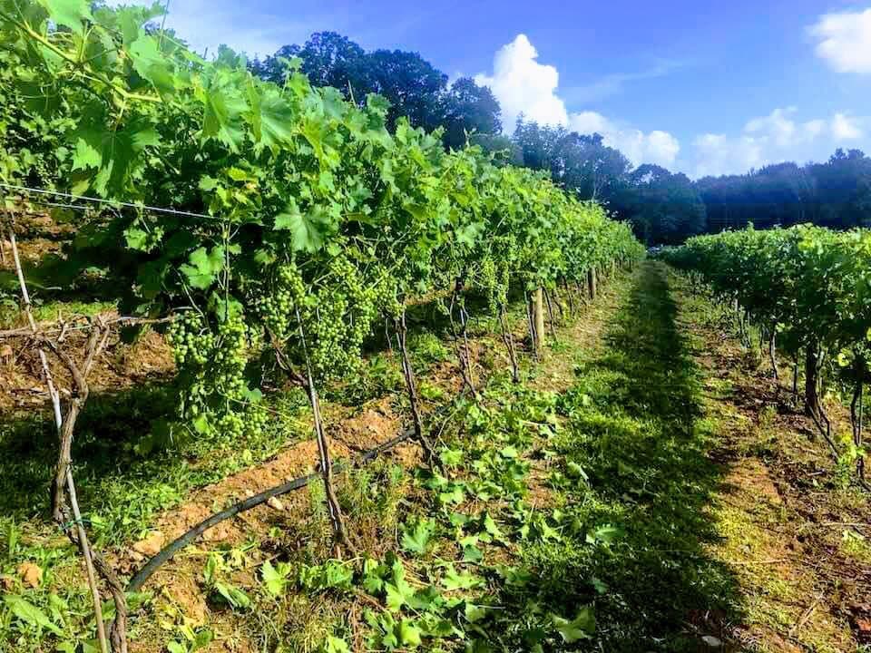 Stappa Vineyard photo 2