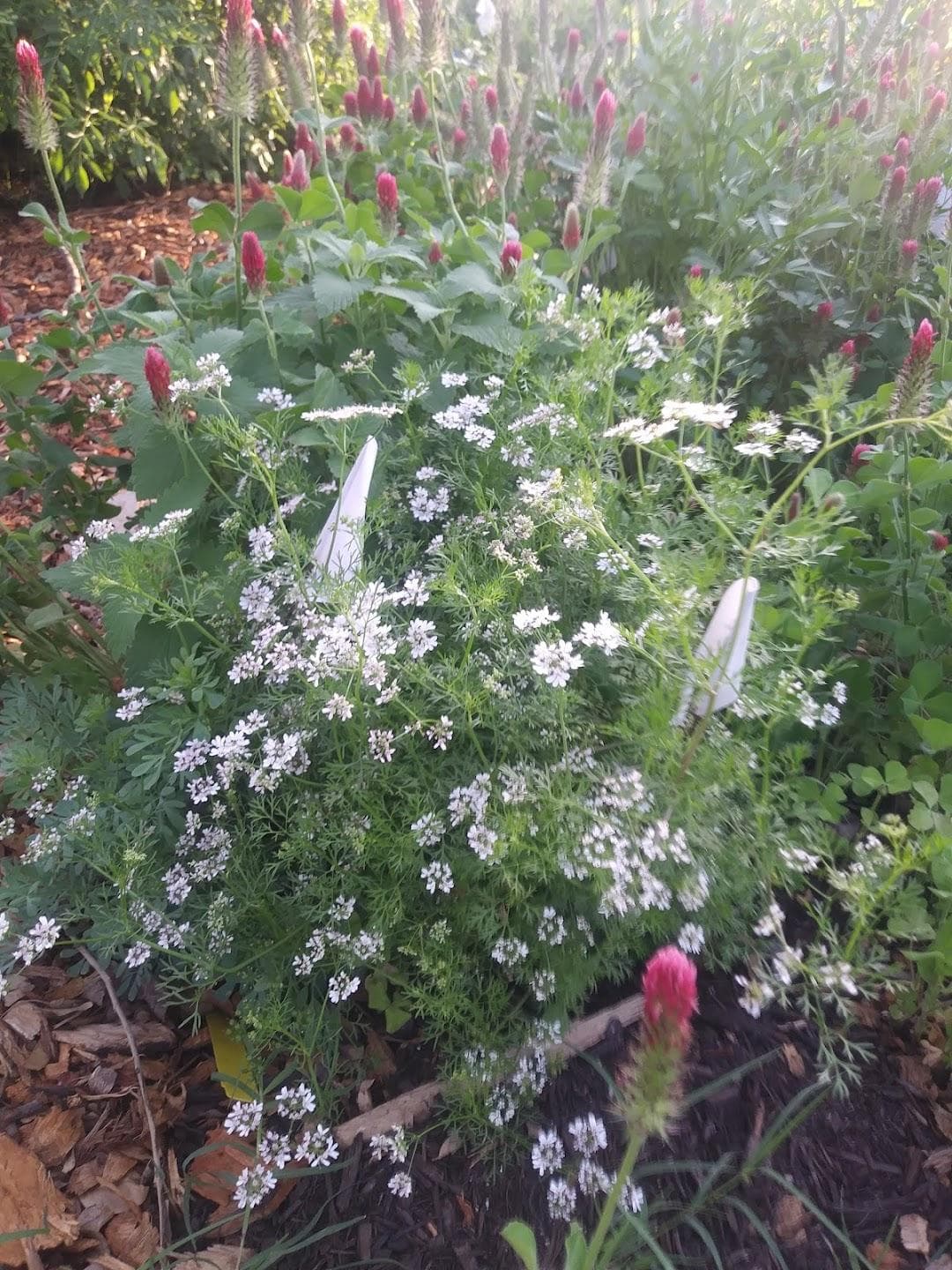 Festival Beach Food Forest photo 1