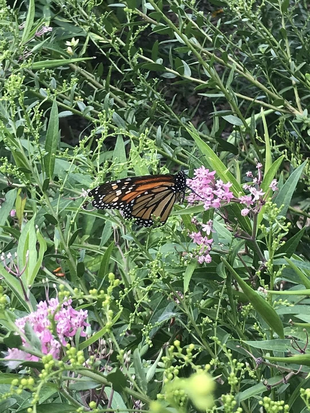 Monarch Butterfly Garden photo 3