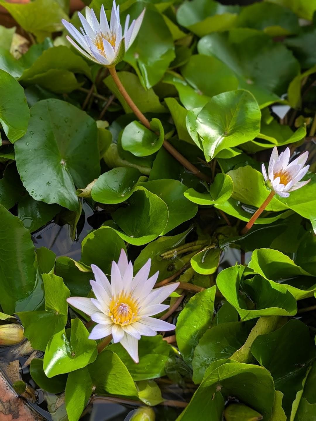 Brooklyn Botanic Garden photo 6