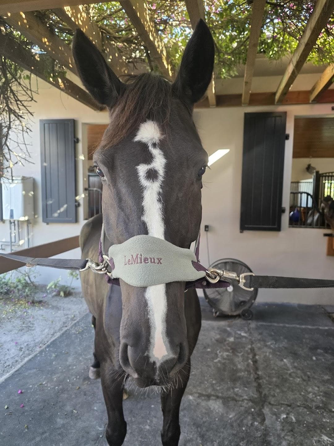 Wellington Equestrian Center photo 3