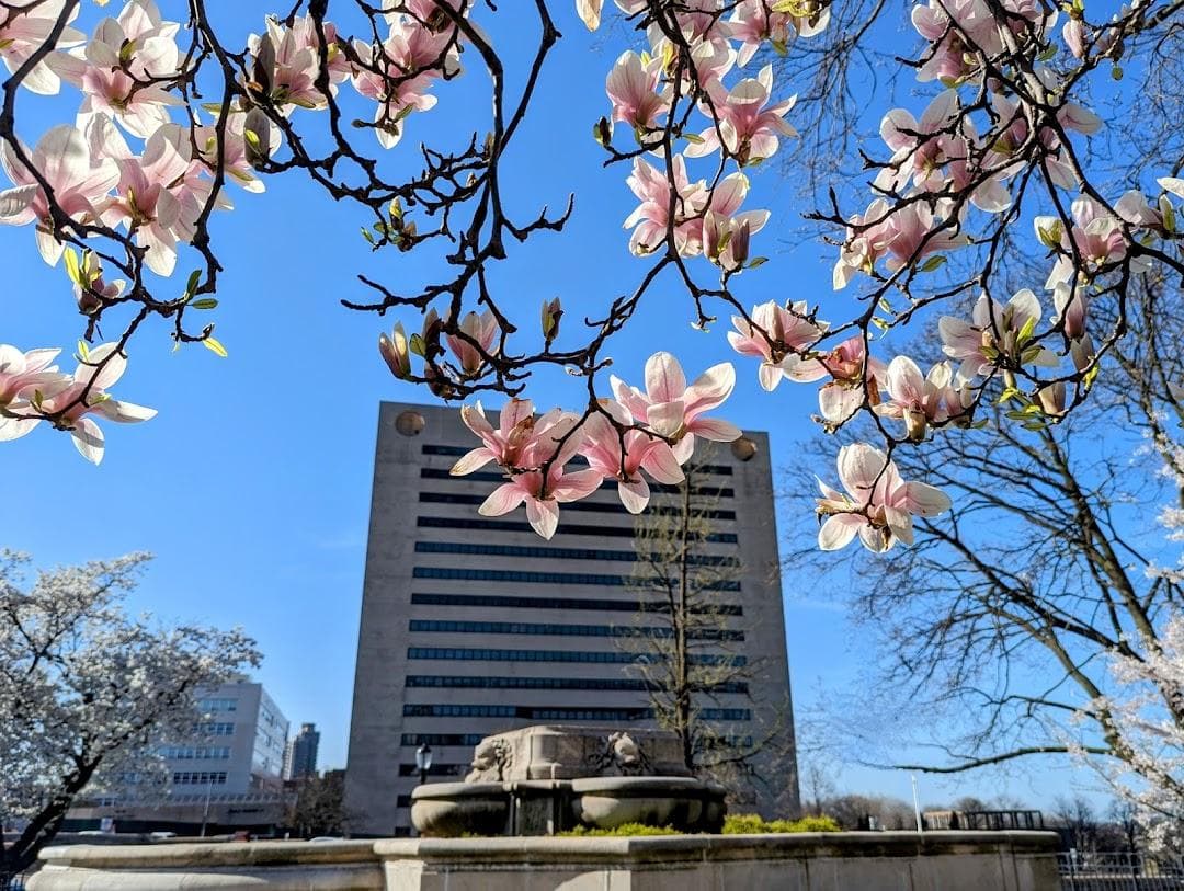 Queens Borough Hall photo 6