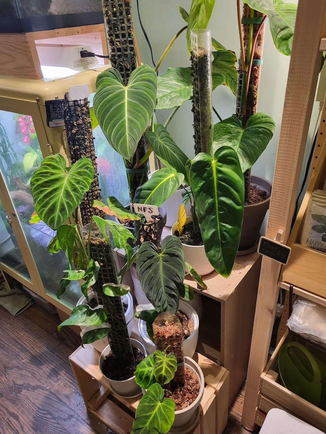 Plant Corner photo 5