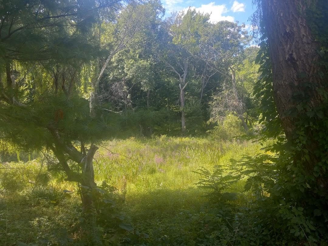 Allandale Woods photo 4