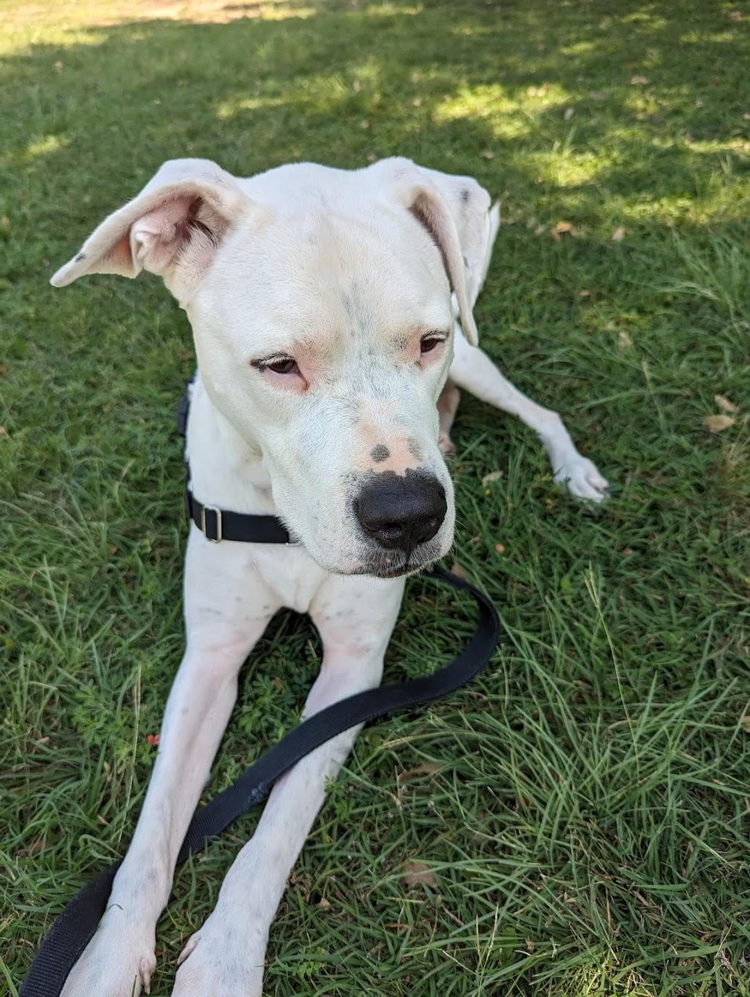 Austin Humane Society photo 6