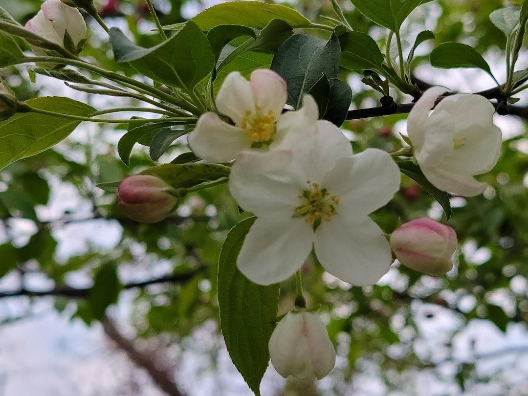 Amersfort Park photo 2