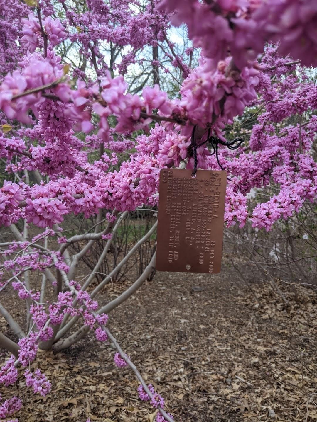 Bussey Brook Meadow photo 6