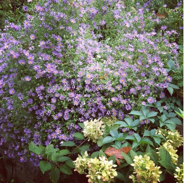 Germantown Kitchen Garden Farm Stand and Plant Nursery photo 1