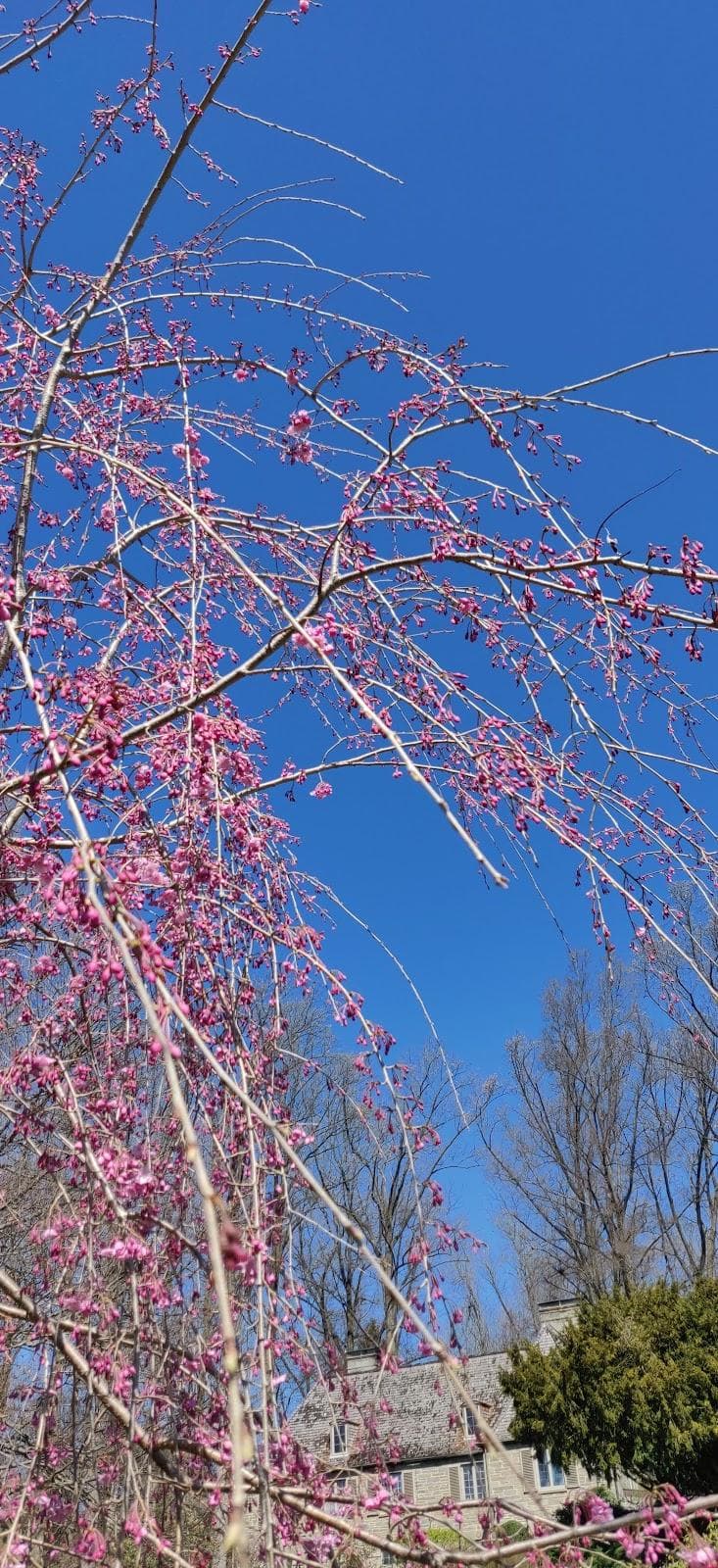 Newtown Square photo 5