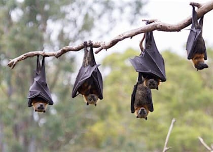 Nocturnal Wonders: Life of Bats Nature Walk