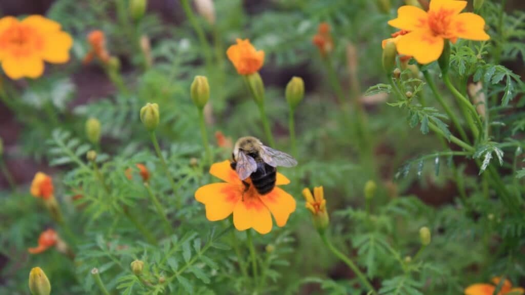 Pollinator Habitat in Your School Garden – Part 2
