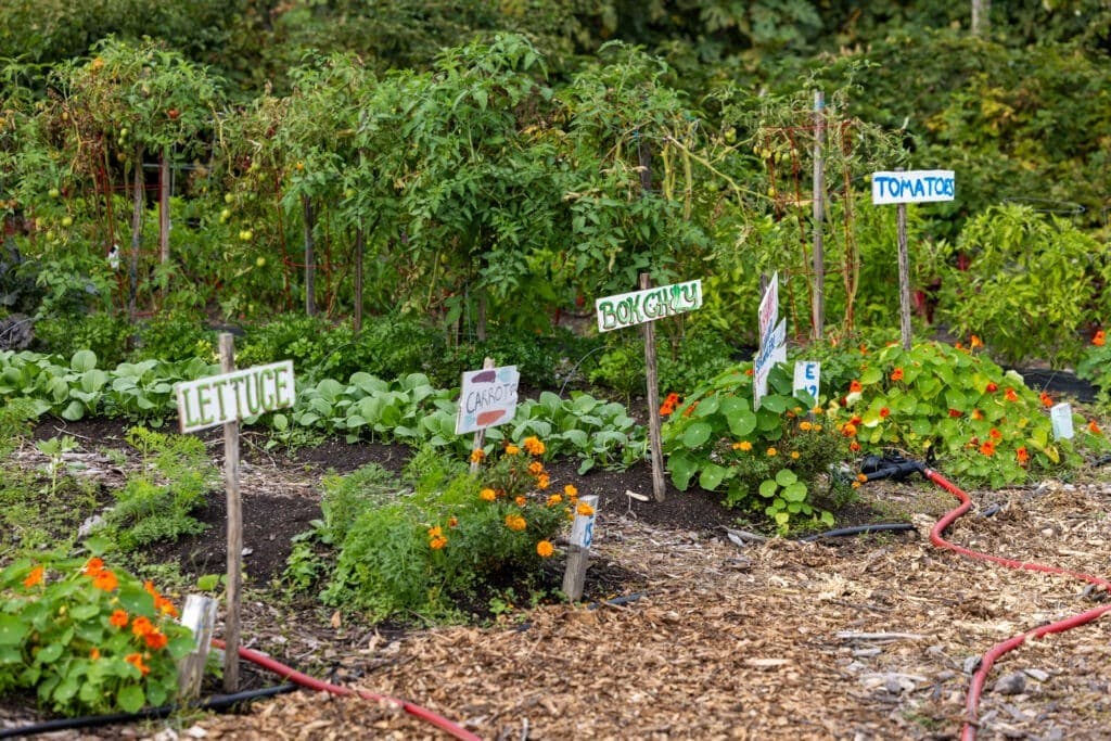 From Garden Beds to Forest Edges: School Gardening and Native Plantings