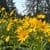 Summer Solstice Forest Therapy