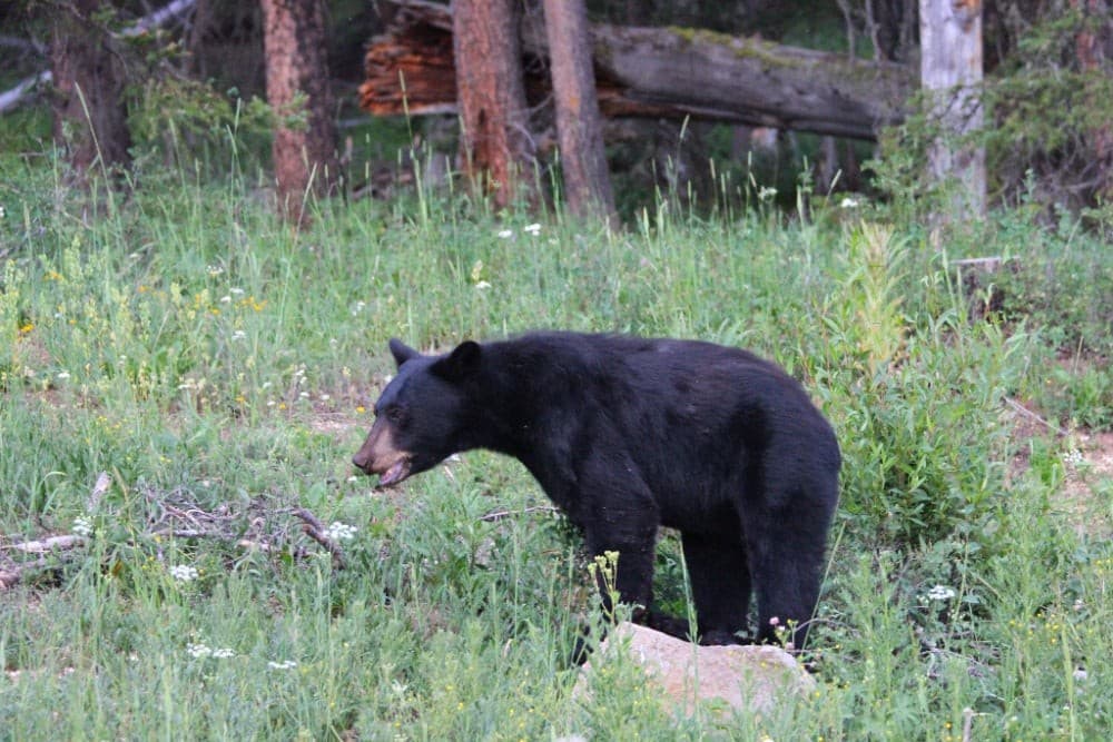 Into the Wild Travel Program: National Parks